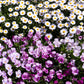 100 White DWARF CREEPING DAISY Chrysanthemum Paludosum Leucanthemum Flower Seeds