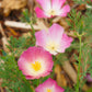 500 CARMINE King CALIFORNIA POPPY Pink Eschscholzia Californica Flower Seeds