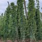 25 COMMON HOPS European Humulus Lupulus Vine Seeds Beer Making Ingredient Seeds