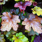 1200 Mixed Colors CORAL BELLS HEUCHERA Shade Flower Seeds
