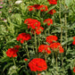 70 RED LYCHNIS Chalcedonica Campion Silene Maltese Cross Flower Seeds