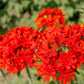 70 RED LYCHNIS Chalcedonica Campion Silene Maltese Cross Flower Seeds