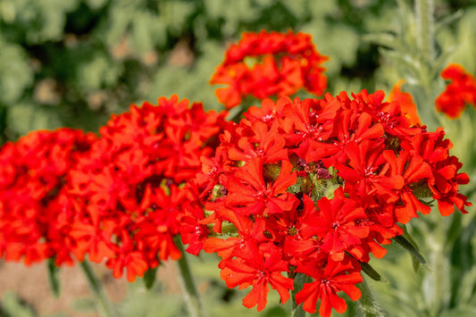 70 RED LYCHNIS Chalcedonica Campion Silene Maltese Cross Flower Seeds