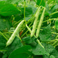 30 Red KIDNEY BEAN Phaseolus Vulgaris Vegetable Seeds