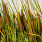 50 CATTAILS Cat Tails Typha Latifolia Water Pond Grass Flower Seeds