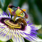 20 PURPLE PASSION FRUIT Passionflower Granadilla Passiflora Edulis Flower Vine Seeds
