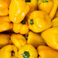 50 YELLOW Cheese PIMENTO PEPPER Capsicum Annuum Vegetable Seeds