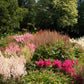 50 MIXED Colors ASTILBE BUNTER Astilbe Simplicifolia Shade Red White Purple Pink Flower Seeds