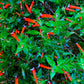 10 Red CIGAR PLANT Mexican Firecracker Cuphea Ignea Hummingbird Flower Seeds
