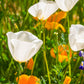 1000 WHITE CALIFORNIA POPPY Eschscholzia Californica Flower Seeds