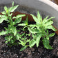 300 EPAZOTE (Mexican Tea) Chenopodium Ambrosioides  Dysphania Herb Flower Seeds