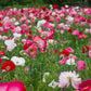 2000 MIXED Colors SHIRLEY POPPY ( aka Corn / Field / Flanders ) Papaver Rhoeas Flower Seeds