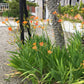 10 FRECKLEFACE BLACKBERRY LILY (Leopard Lily) Belamcanda Chinensis Iris Domestica Flower Seeds