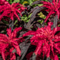 100 Tricolor EARLY SPLENDOR AMARANTHUS Hypochondricus Flower Seeds