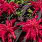 200 AMARANTHUS MOLTEN FIRE Amaranthus Gangeticus Flower Seeds