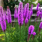 500 Purple BLAZING STAR Gayfeather LIATRIS Spicata Flower Seeds