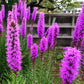 500 Purple BLAZING STAR Gayfeather LIATRIS Spicata Flower Seeds