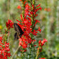 200 STANDING CYPRESS (Scarlet Gilia) Ipomopsis Rubra Flower Seeds
