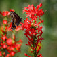 200 STANDING CYPRESS (Scarlet Gilia) Ipomopsis Rubra Flower Seeds