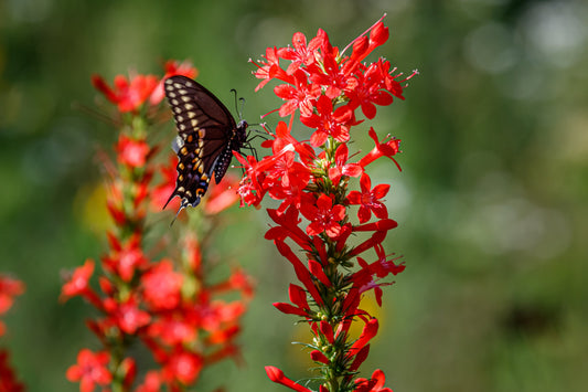 200 STANDING CYPRESS (Scarlet Gilia) Ipomopsis Rubra Flower Seeds