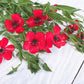 500 Red SCARLET FLAX Linum Grandiflorum Rubrum Flower Seeds