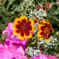 30 COSMIDIUM BRUNETTE Burridgeanum Greenthread Flower Seeds