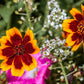 30 COSMIDIUM BRUNETTE Burridgeanum Greenthread Flower Seeds