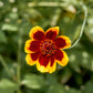 30 COSMIDIUM BRUNETTE Burridgeanum Greenthread Flower Seeds