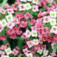 400 RAINBOW ROCKCRESS Rock Cress Large Flowered Aubrieta Cultorum Flower Seeds