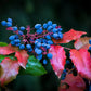 20 OREGON GRAPE Holly Fruit Vine Hollyleaved Barberry Mahonia Aquifolium Seeds