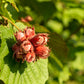 5 AMERICAN HAZELNUT TREE aka Filbert Corylus Americana Fruit Nut Seeds