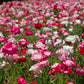 1000 Mixed Colors DOUBLE SHIRLEY POPPY Papaver Rhoeas Flower Seeds
