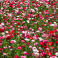 2000 MIXED Colors SHIRLEY POPPY ( aka Corn / Field / Flanders ) Papaver Rhoeas Flower Seeds