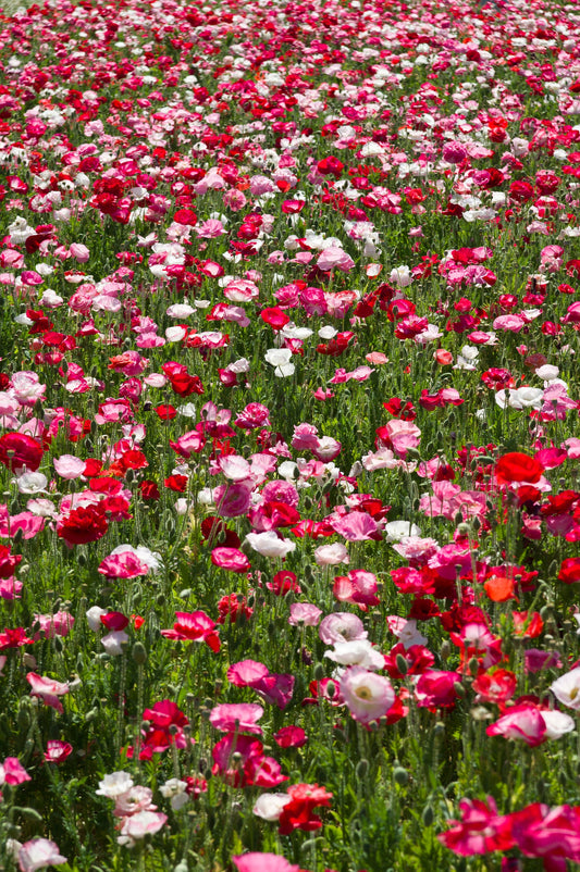 2000 MIXED Colors SHIRLEY POPPY ( aka Corn / Field / Flanders ) Papaver Rhoeas Flower Seeds