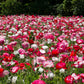 1000 Mixed Colors DOUBLE SHIRLEY POPPY Papaver Rhoeas Flower Seeds