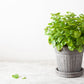1500 LEMON BALM Melissa Officinalis Lemonbalm Fragrant Herb / Flower Seeds