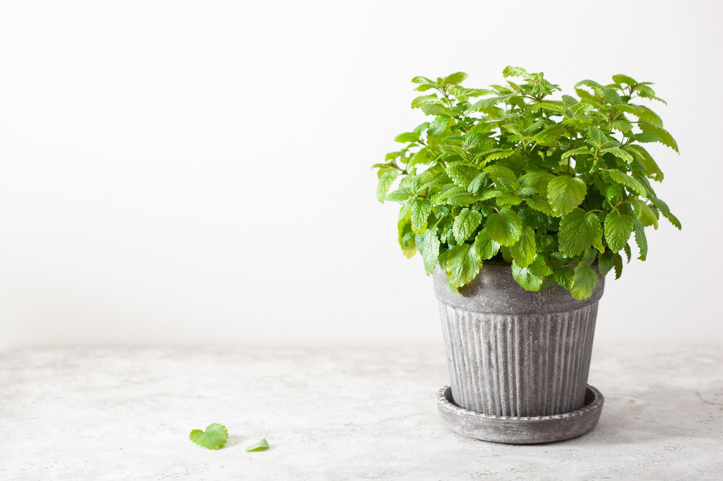 1500 LEMON BALM Melissa Officinalis Lemonbalm Fragrant Herb / Flower Seeds