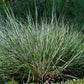 300 LITTLE BLUESTEM GRASS Schizachyrium Scoparius Seeds