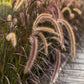 25 PURPLE FOUNTAIN GRASS Ornamental Pennisetum Setaceum Dark Burgundy Flower Seeds