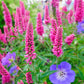 50 Mixed Colors VERONICA SIGHTSEEING MIXTURE (Spike Speedwell) Veronica Spicata Flower Seeds