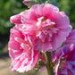 50 SUMMER CARNIVAL HOLLYHOCK Double Mixed Colors Red Pink White Yellow Peach Alcea Rosea Flower Seeds
