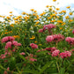 20 CINDERELLA MILKWEED Asclepias Incarnata Flower Seeds