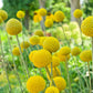 20 Yellow BILLY BUTTONS / WOLLYHEADS Craspedia Globosa Flower Seeds