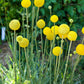 20 Yellow BILLY BUTTONS / WOLLYHEADS Craspedia Globosa Flower Seeds