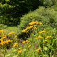 250 MAXIMILIAN (Prairie) SUNFLOWER Helianthus Maximiliani Flower Seeds