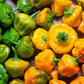 40 Yellow SCOTCH BONNET PEPPER very hot Jamaican Capsicum Chinense Vegetable Seeds