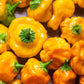 40 Yellow SCOTCH BONNET PEPPER very hot Jamaican Capsicum Chinense Vegetable Seeds