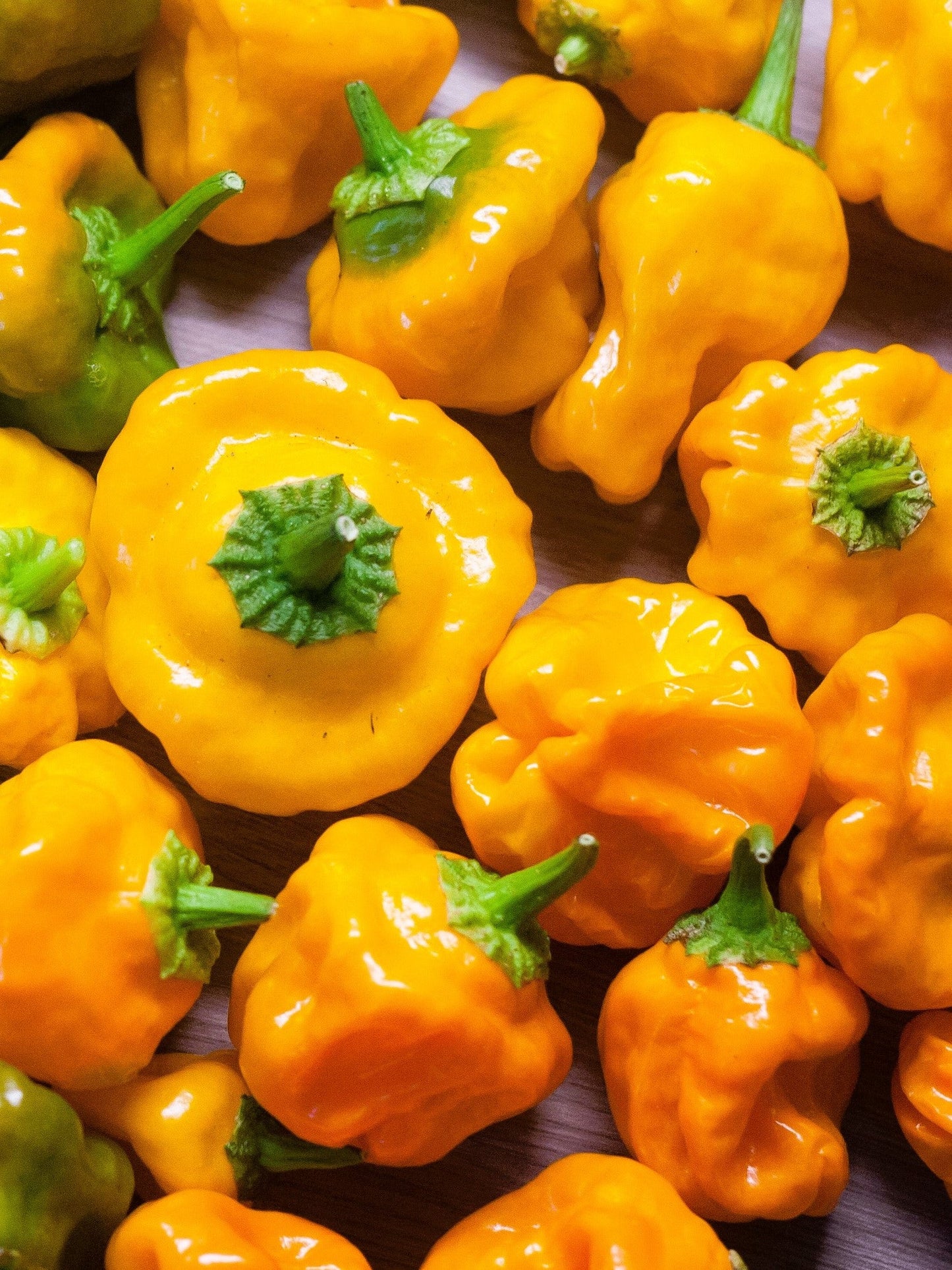 40 Yellow SCOTCH BONNET PEPPER very hot Jamaican Capsicum Chinense Vegetable Seeds
