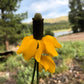 3000 CLASPING CONEFLOWER Rudbeckia Amplexicaulis Yellow Flower Seeds