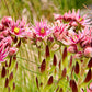 50 MOUNTAIN HOUSELEEK Hens & Chicks Sempervivum Montanum Green Red / Pink Flower Houseplant Seeds